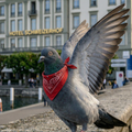 Taube-Johannes / 3-Jährig / aus Luzern-Stadt
